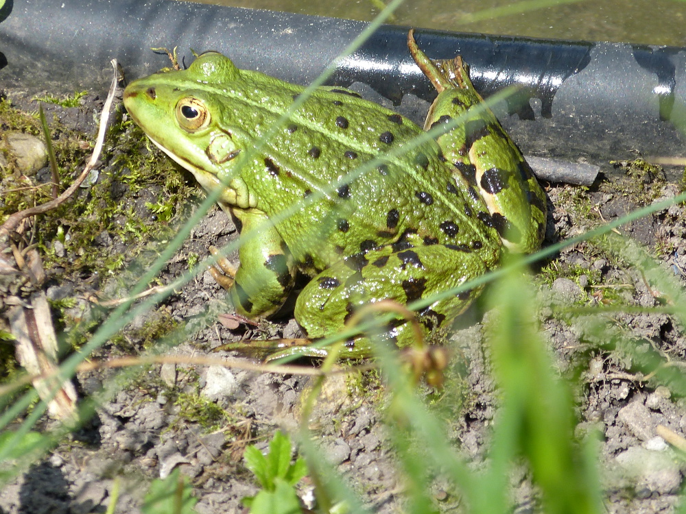 Frosch