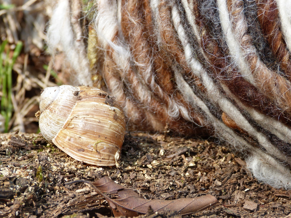 Schnecken Wolle